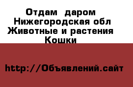 Отдам  даром - Нижегородская обл. Животные и растения » Кошки   